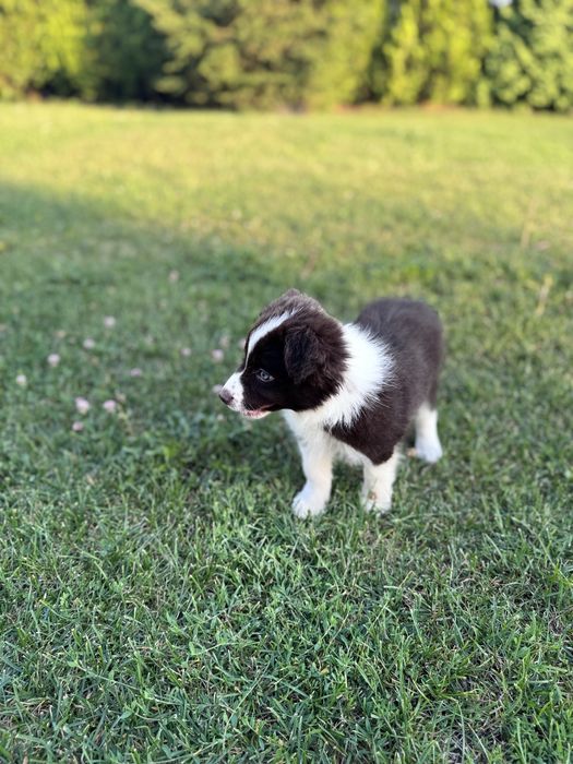 Suczka Border Collie czekoladowo-biala