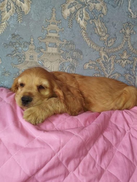 Дівчинка англійських кокер спаніелів