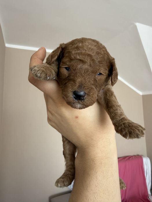 Pudel miniaturowy / średni cudowna sunia