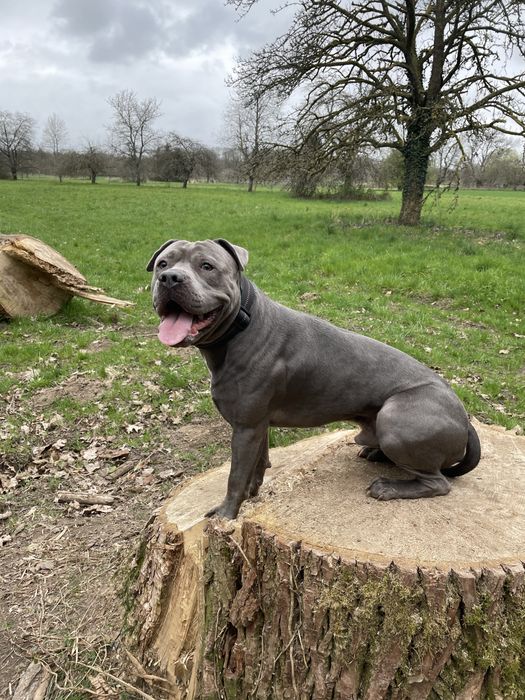 Amstaff macho disponivel para acasalar