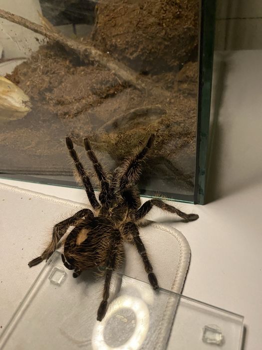 Тераріум скляний  квадратний 20*20*