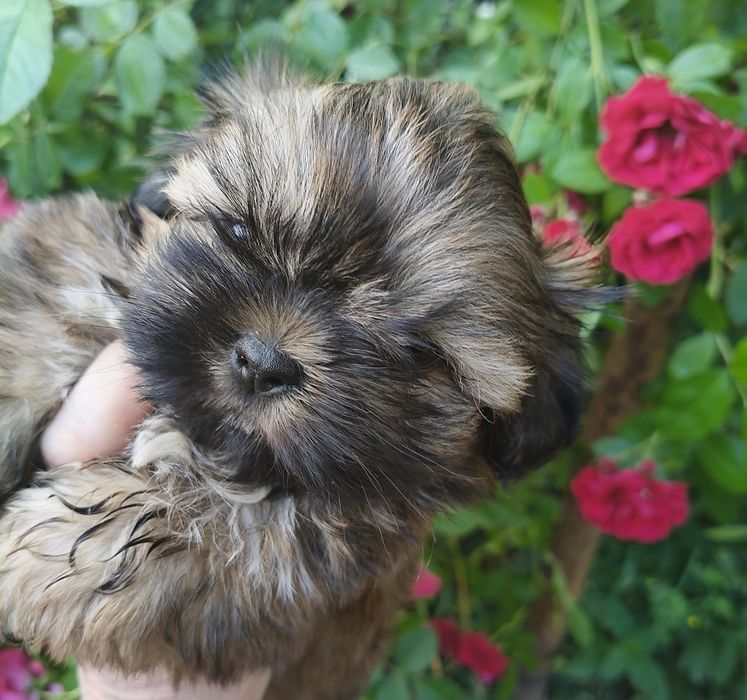 Shih tzu piesek FCI malutki