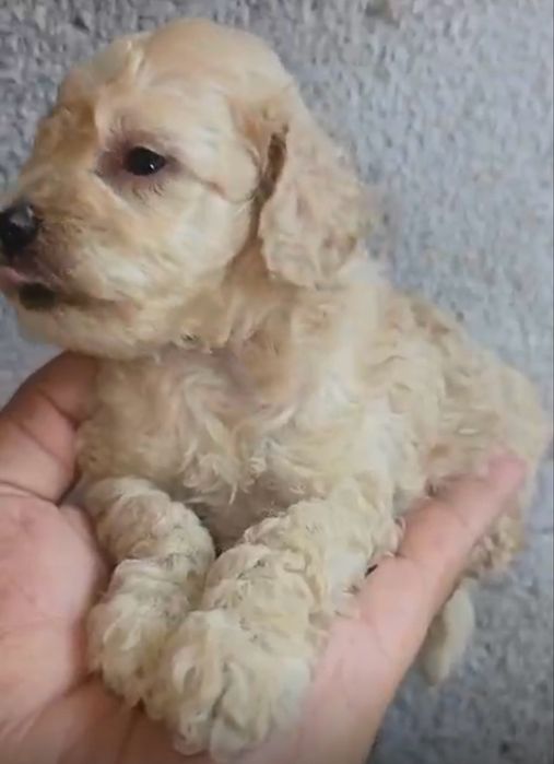 Menino Caniche Anao Perola