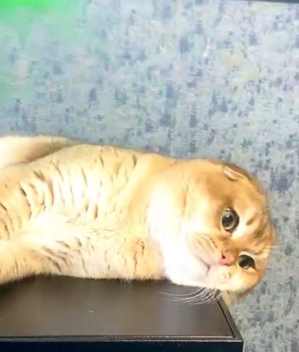 Гарний висловухий золотий котик , цікавий у розпліднення