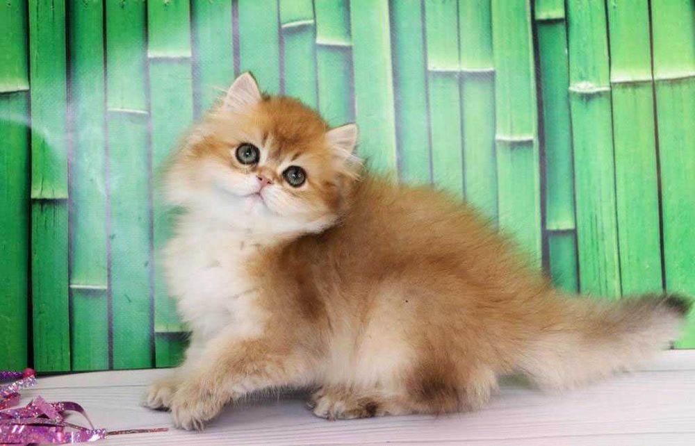 Продам британскую кошечка в золотом окрасе