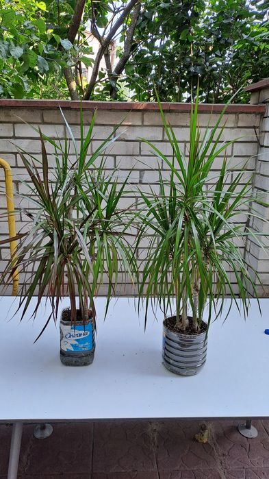 Драцена Маргината