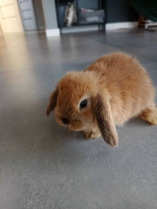 Królik Mini Lop Baranek