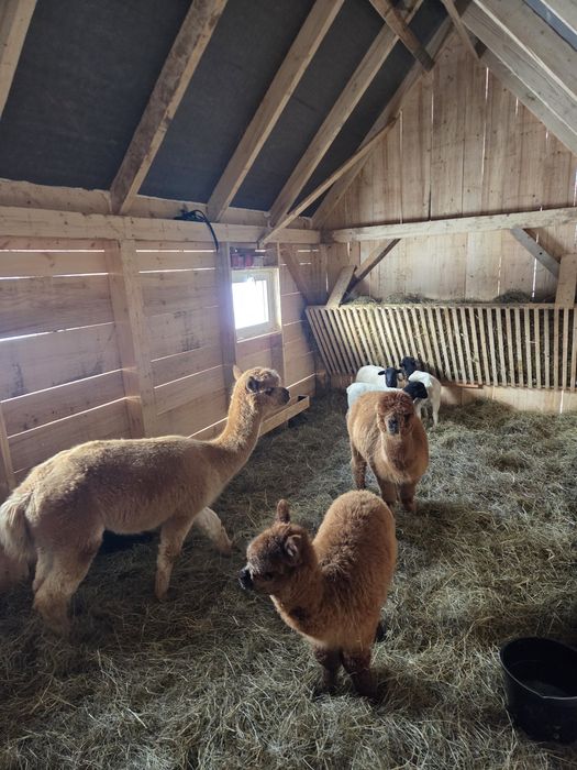 Alpaki Samice I Samczyk