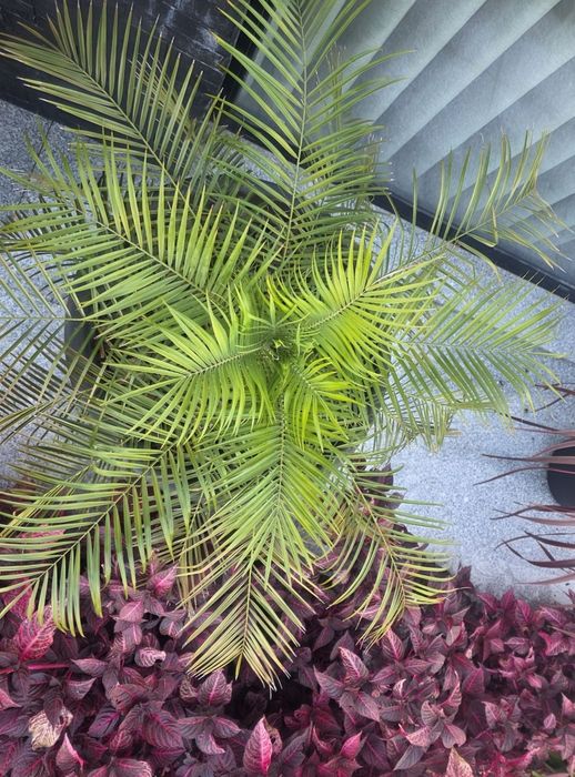 Palmeira Fénix-Anã (Phoenix roebelenii) + Vaso Moderno Preto 250 L | Grande Porte | Terraço/Jardim