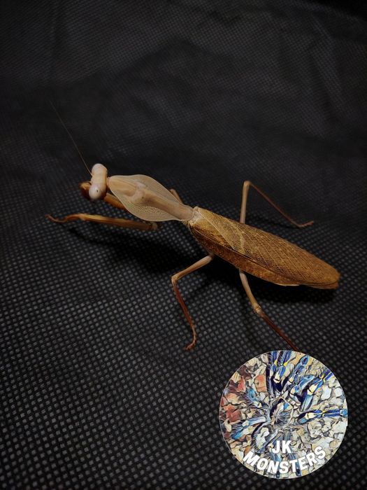 Modliszka Rhombodera kirbyi (tarczowa) +gratisy