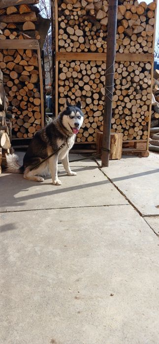 В'язка Сибірський Хаскі.