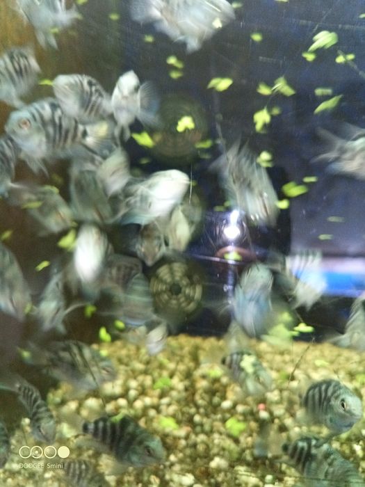 Papagaio anão jovem