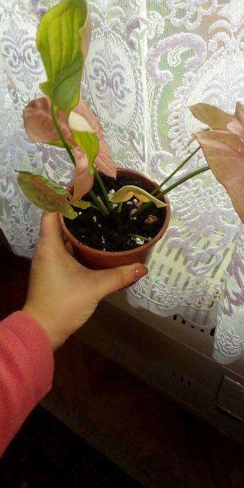 Квіти різноманітніші домашні