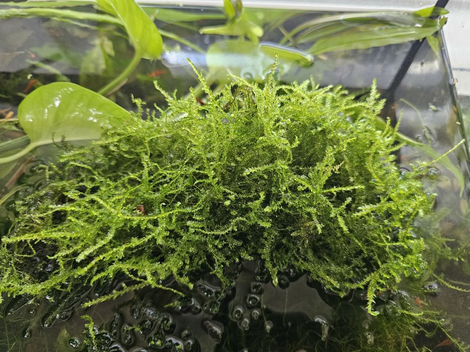 Mech do akwarium sprzedam.