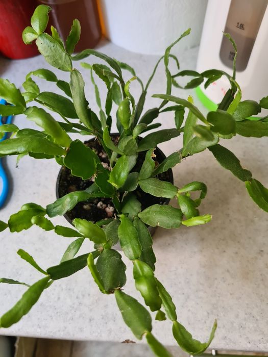 Комнатные цветы разные