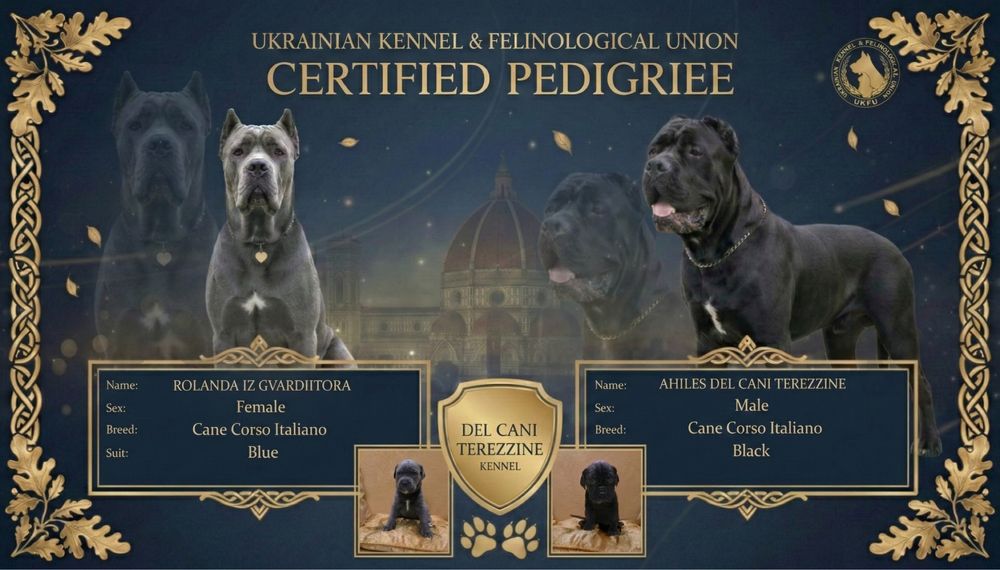 Відкрито бронювання: елітні цуценята Кане-корсо італійано!