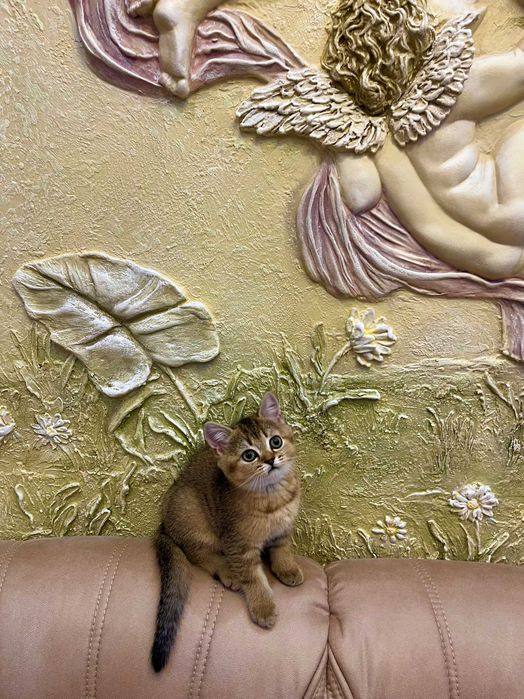 Кошенята золота шиншила; Шотландські кошенята. Золотая шиншилла