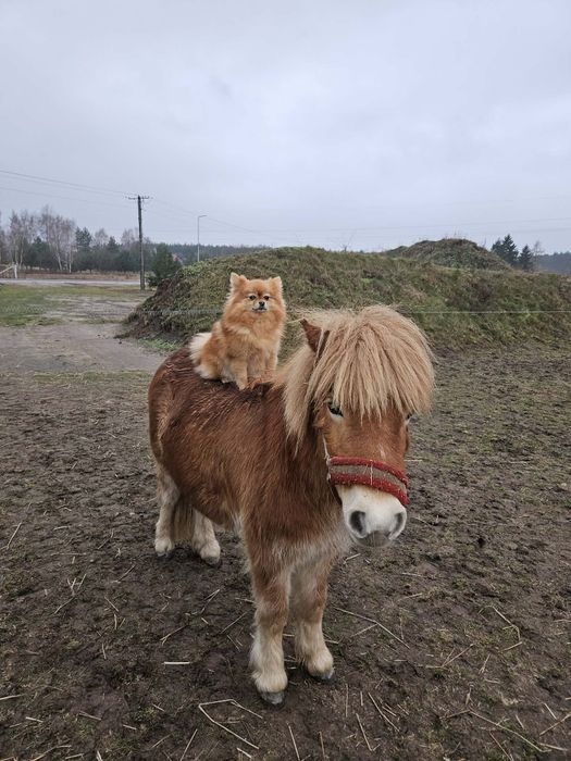 Kucyki  szetlandzkie