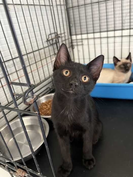 VÁRIOS Gatinhos para Adoção Responsável