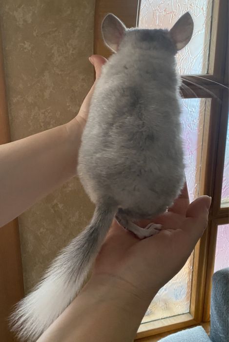Мозайка мальчик грызун шинш