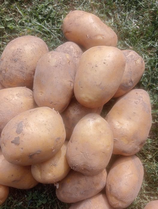 Ziemniaki jadalne Soraya