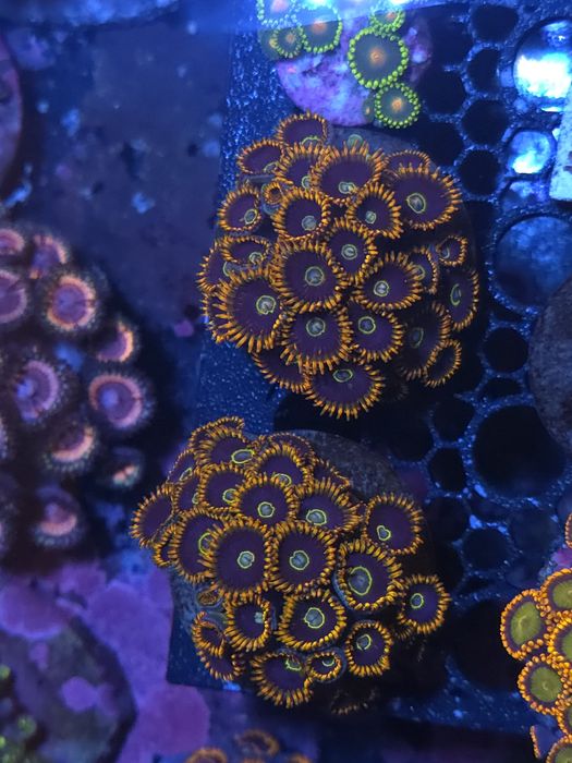 Pequenas colónias de zoas, corais de agua salgada