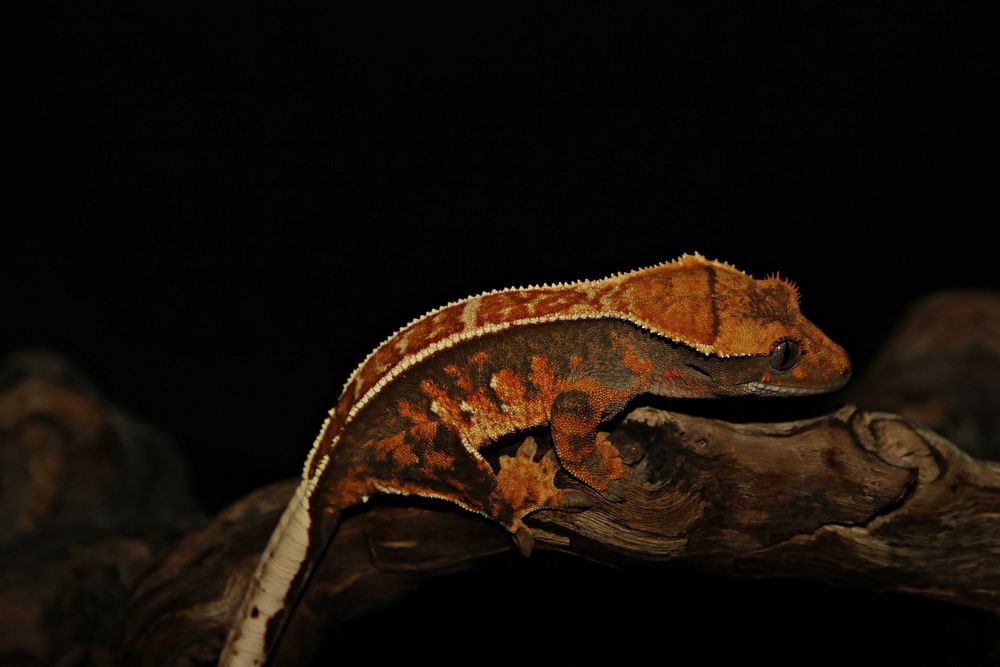 Gekon orzęsiony Pinstripe Samica