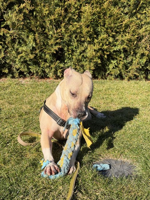 Renesme pilnie szuka domu