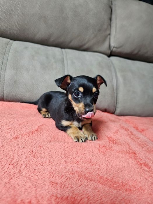 Pinscher mini macho