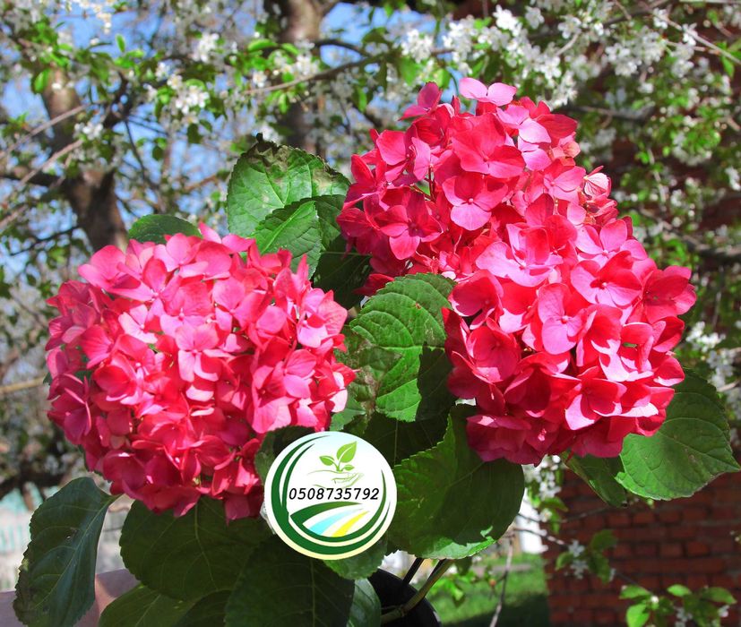 Саджанці - кущі гортензії широколистої "Червона"