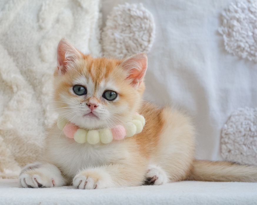 Британська золотиста кішечка