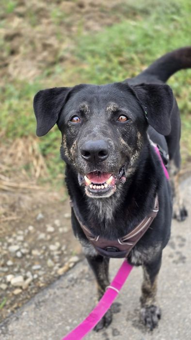 Młodziutki piesek Potter