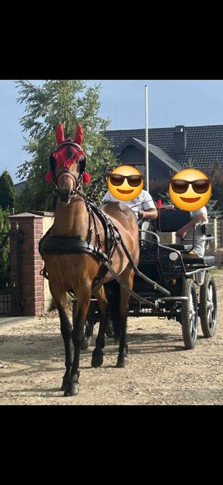 Sprzedam piekna klacz i bryczke