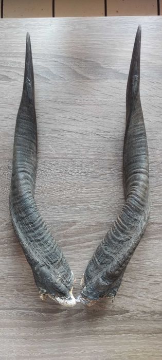 poroże rogi antylopa trofeum Bushbuck