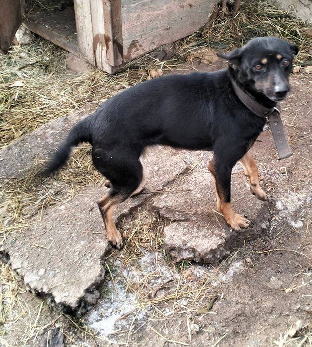 Віддам стерелізованих собак- дівчатка, в добрі руки