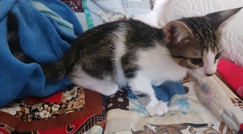 Gatos bebés para adopção responsável