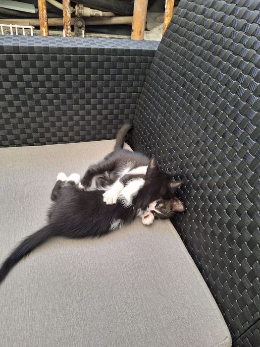 Doa-se gatinhos
