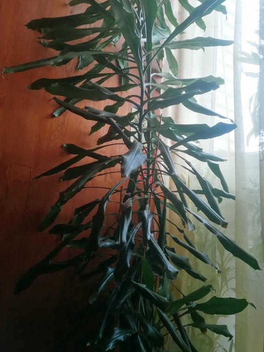 Sprzedam Dracenę Dużą
