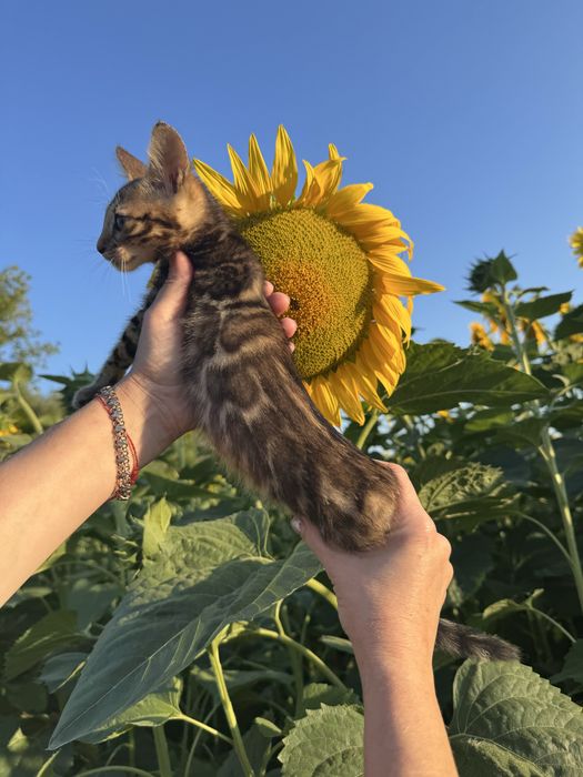 Бенгальські кошенята