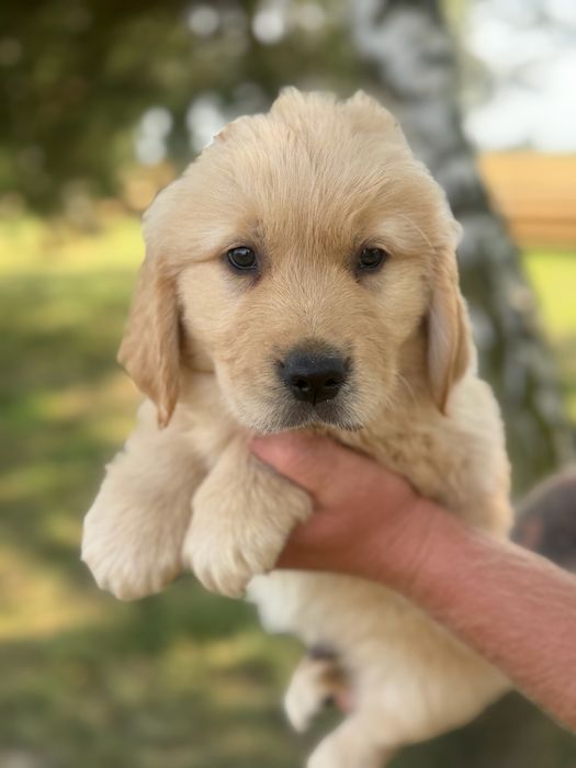 Szczeniak Golden retriever