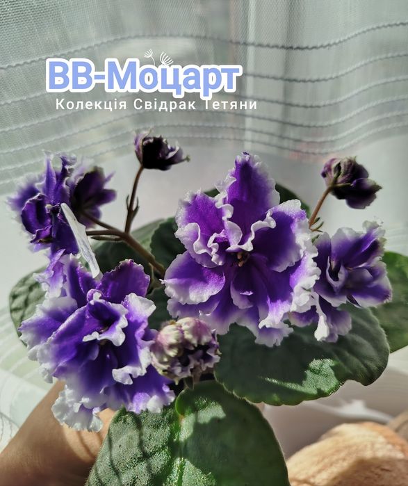 Фіалки сортові ,дітки фіалок ,вкорінені листочки ,свіжозрізані листочк