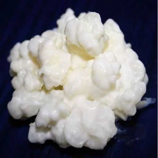 Kefir de leite grãos