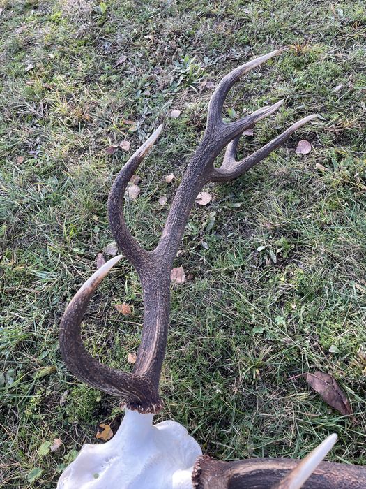 Trofeum wieniec jelenia 12-stak regularny poroże jeleń rogi nr 52