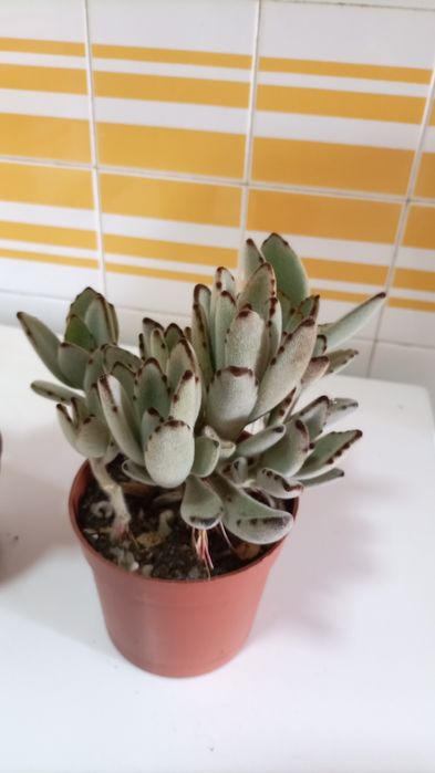 Plantas "orelha de gato" kalanchoe tomentosa