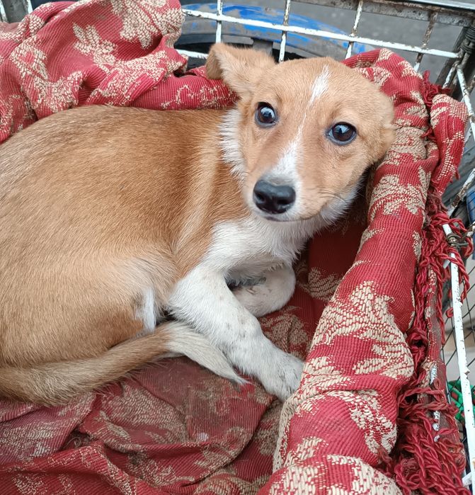 Дві собачки-лисички в добрі руки