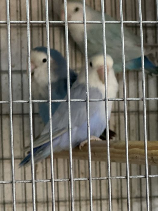 Agapornis roseicollis palido blue