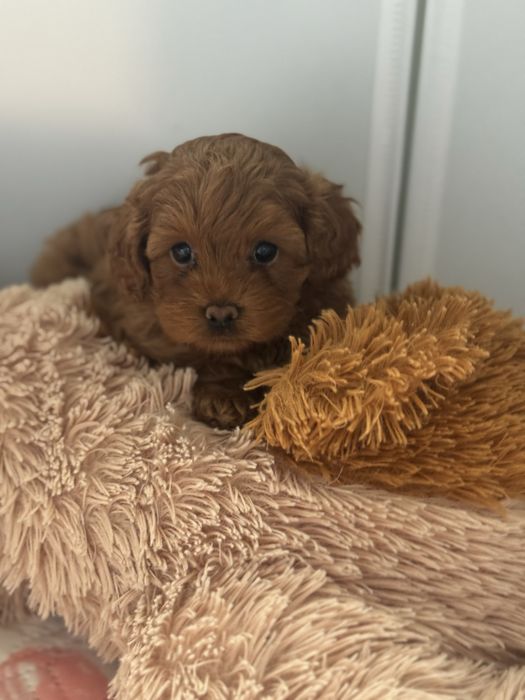 Cavapoo F1b - chlopczyk - rezerwacja