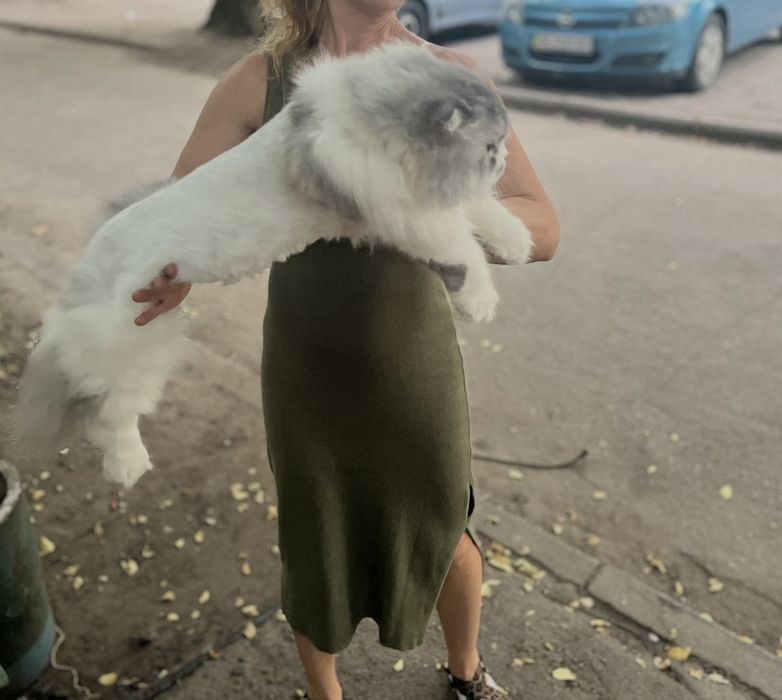 Скоттиш фолд, вислоухие котята, скоттиш страйт,шотландцы, вислоухие