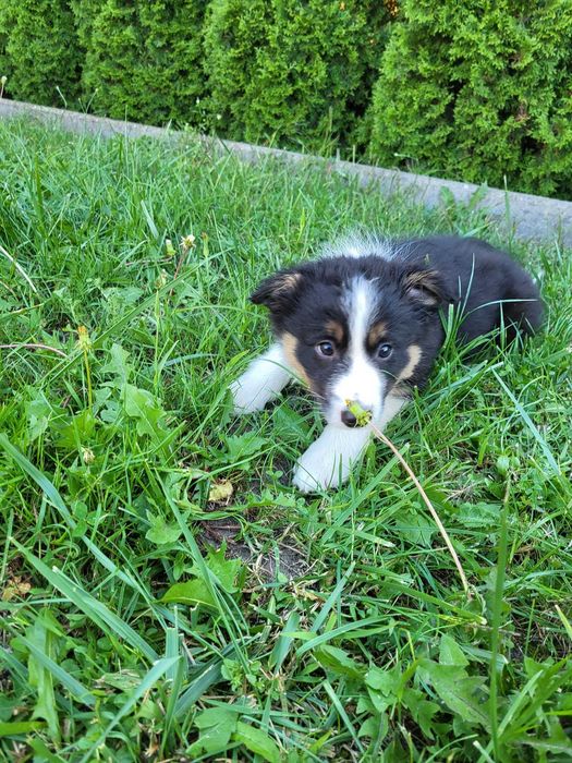 Szczeniak Border Collie suczka