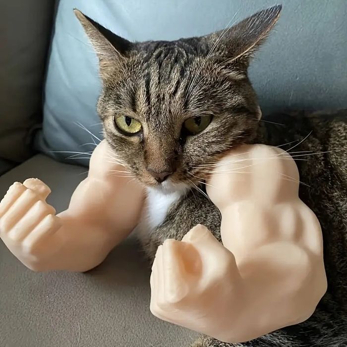 Біцепс для кота, смішний аксесуар для котиків